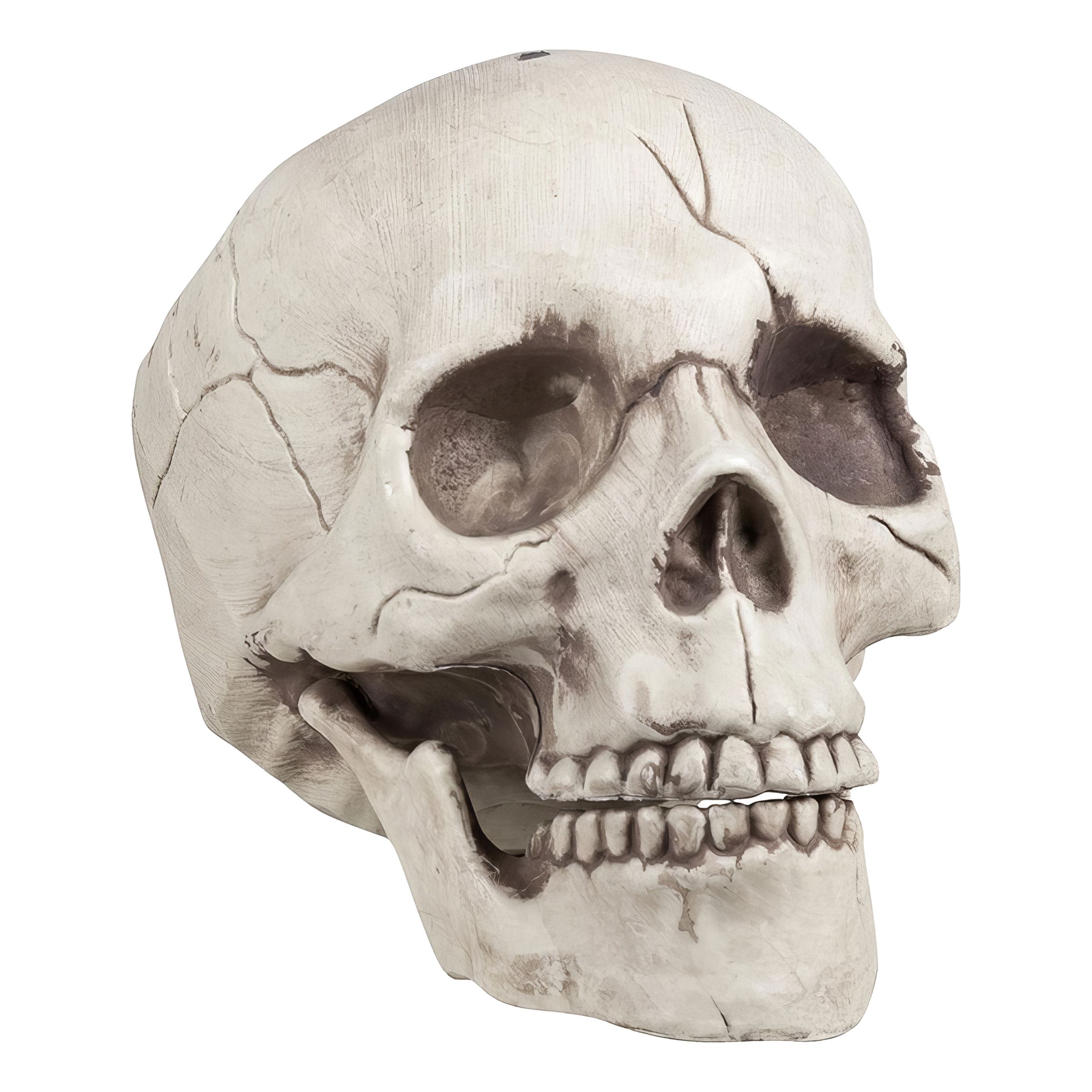 Dödskalle med Rörlig Käke