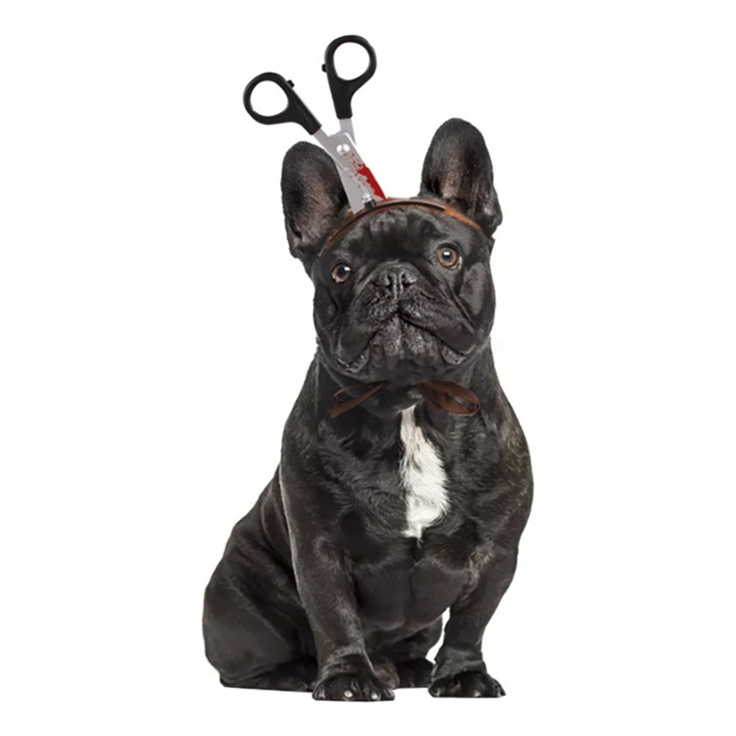 Halloween Props för Hund - Sax