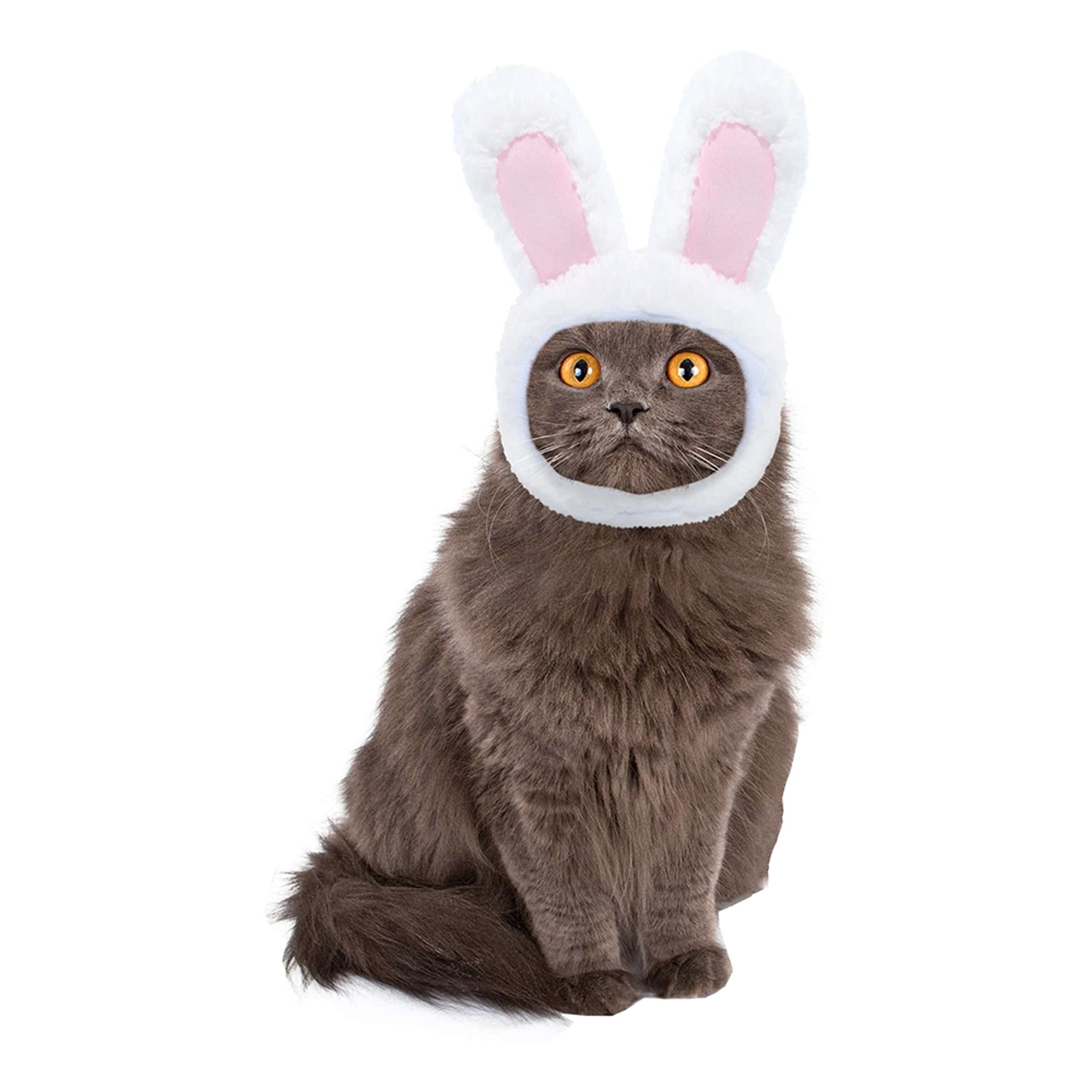 Kaninöron till Katt