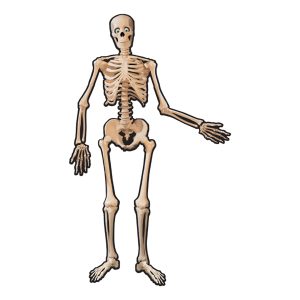 Pappersfigur Skelett
