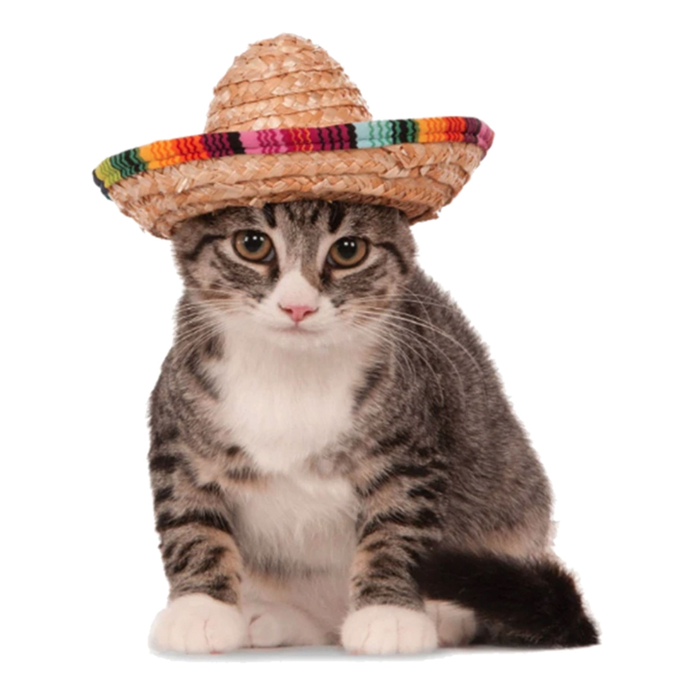 Sombrero för Husdjur